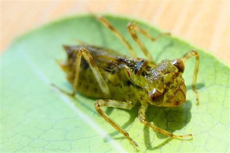La Larva De Libélula El Pequeño Gran Depredador