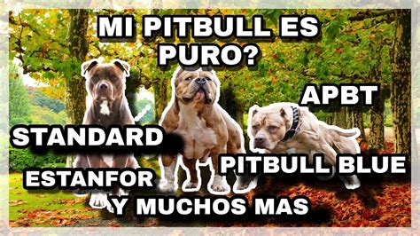 Como Saber Si Mi Pitbull Es Puro Que Tipo De Pitbull Es Mi Perro