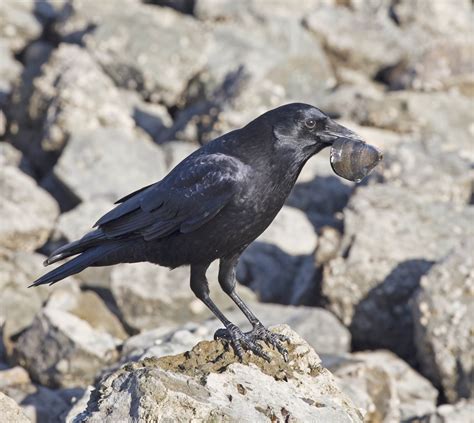 Pictures And Information On American Crow