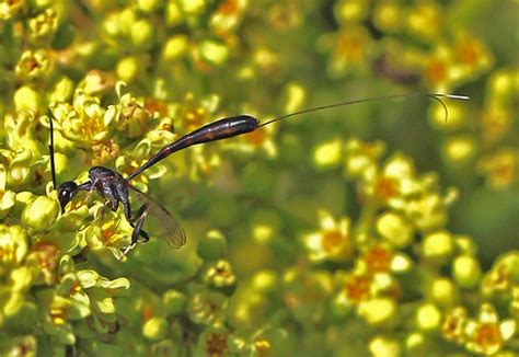 Gasteruptiid Wasp Gasteruption Sp Julie Metz Wetlands Flickr