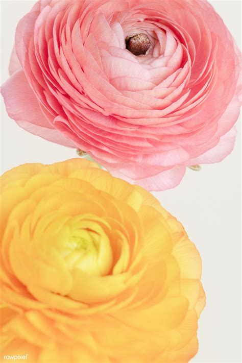 Blooming Ranunculus Flowers Premium Image By Jira