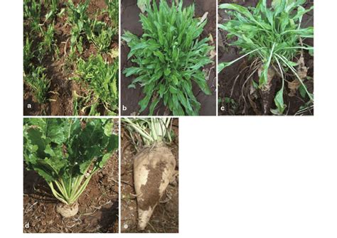 Naturally Infected Sugar Beets With Severe Leaf Size Reduction And