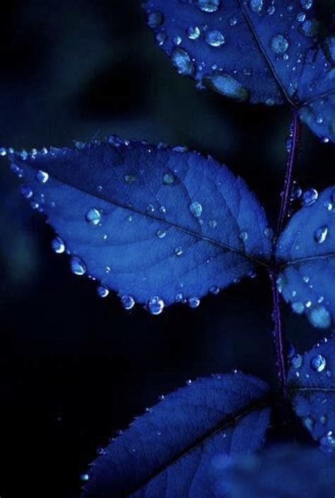 Blue Leaf Wallpapers - Top Free Blue Leaf Backgrounds - WallpaperAccess