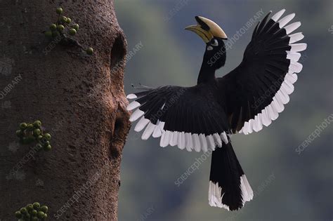 Oriental pied hornbill male - Stock Image - C048/4036 - Science Photo Library