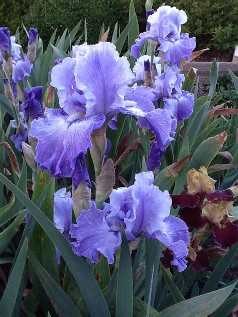 Tall Blue Purple Garden Flower Gardening D1 Mother Nature Blue