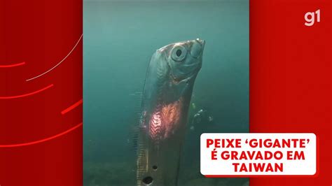 Peixe gigante é flagrado por mergulhadores de Taiwan e vídeo viraliza