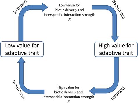 Summary Of The Eco Evolutionary Feedback Loop Generating Rq Dynamics