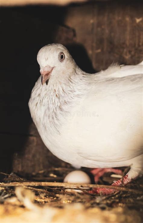 Ovos Para Incubação Pombo Ovos Para Incubação No Ninho Pombo Ovo