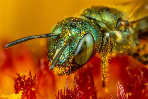 Ceratina Bee Closeup Justin Str Flickr