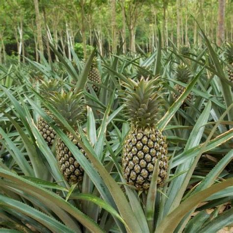 Pineapple Plant at Rs 150/piece | Fruits Plant in Gandevi | ID: 14460103691