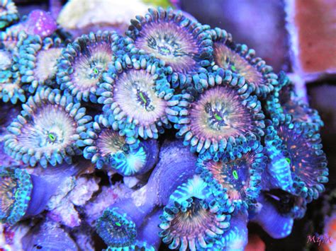 Hawaiian Zoanthids Are Totally Hot Right Now Reef Builders The Reef