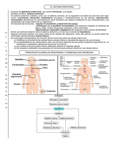 Sistema Endocrino II