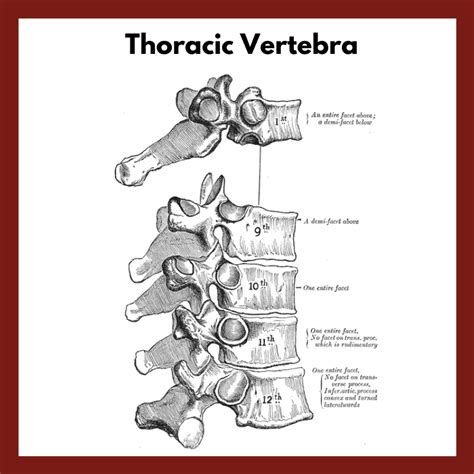 Vertebrae Anatomy : The Spine Anatomy And Physiology / On anatomical ...