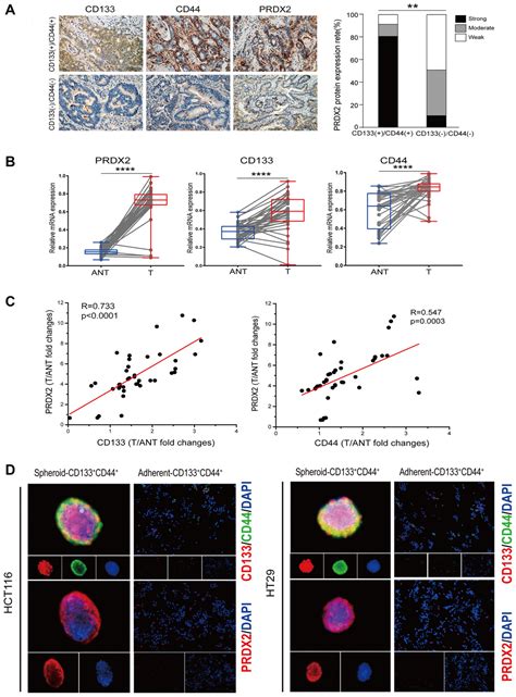 The Critical Role Of Peroxiredoxin 2 In Colon Cancer Stem Cells Aging