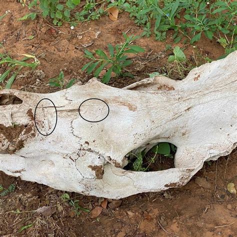 2: Poached white rhino skull that I found in Kruger National Park ...