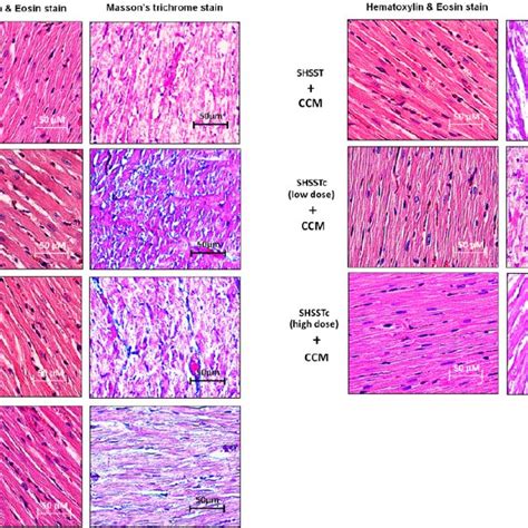 Morphology assessments by hematoxylin and eosin (H&E) stain, Massion’s... | Download Scientific ...