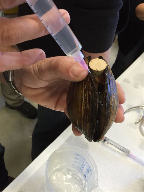 mussel propagating.jpg | FWS.gov