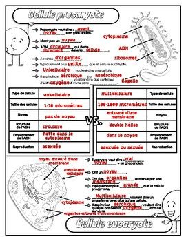 Notes Doodle La Cellule Procaryote Et La Cellule Eucaryote By Emilie
