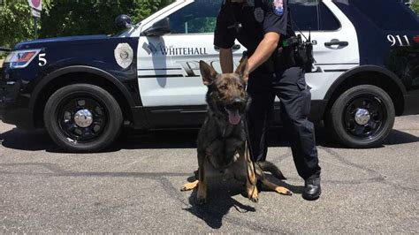 Whitehall police unveils its first K-9 | WSYX