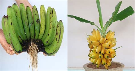 How To Grow Banana Trees From Bananas New Gardening Method Crafty