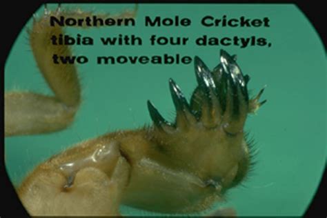 Northern mole cricket