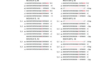 Germ Line Transmission Of Crisprcas9 Induced Mutations At The S1 Download Scientific Diagram