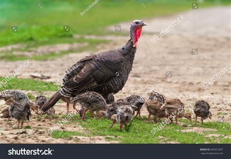 Wild Turkey And Babies Images Stock Photos And Vectors Shutterstock