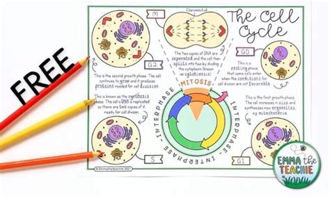 Ive Planned Your Cell Cycle Lesson For You Free Resources Emmatheteachie