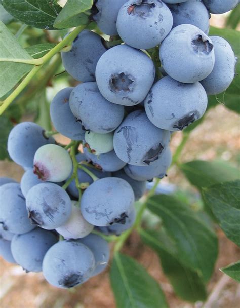 Bluecrop Blueberries Fall Creek Nursery Plants Varieties Farming