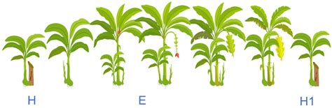 The Vegetative Life Cycle Of Banana Plants With Key Phenological Stages Download Scientific