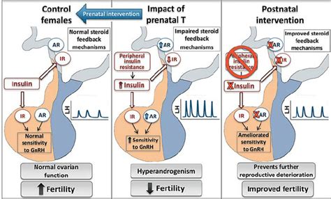 Impact Of Prenatal Exposure To Testosterone T Excess On Download