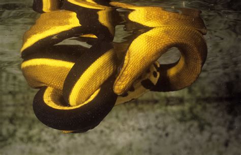 Venomous Sea Snake Facts Hydrophiinae And Laticaudinae