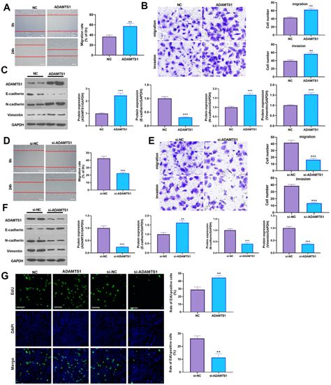 ADAMTS1 Induces Epithelial Mesenchymal Transition Pathway In Non Small