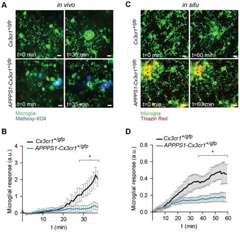 A Representative Intravital Two Photon Microscopy Images And B Time