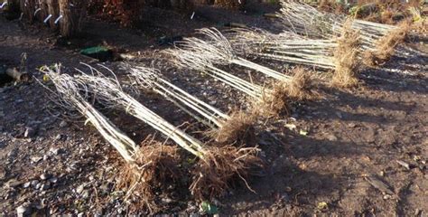 Bare root trees have finally arrived!