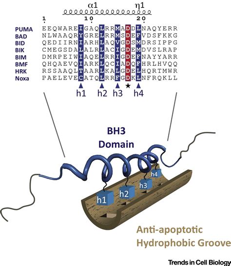 Physiological And Pharmacological Control Of Bak Bax And Beyond