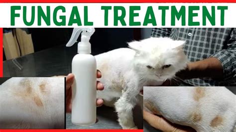 Treatment Of Cat Fungus Infection Ecosin Tablet Spray Treatment At