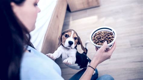 Guía completa para elegir el mejor pienso para tu perro