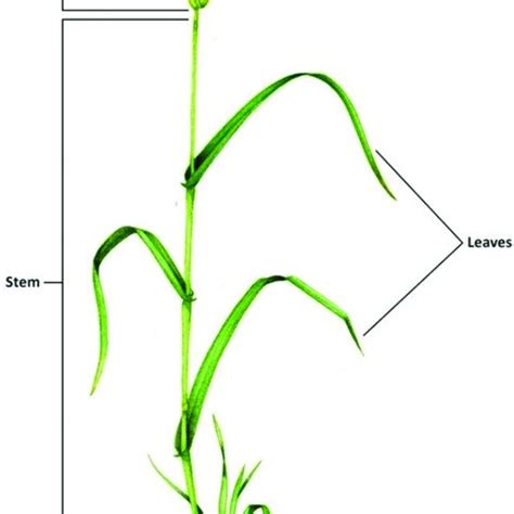 Wheat Plant Main Parts 48 Download Scientific Diagram