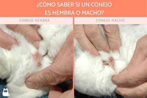 Cómo identificar un conejo macho y hembra Aprende a distinguirlos con