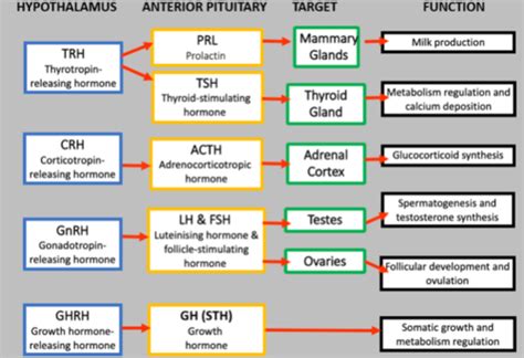 Lecture Reproduction And Endocrinology Goal Flashcards Quizlet