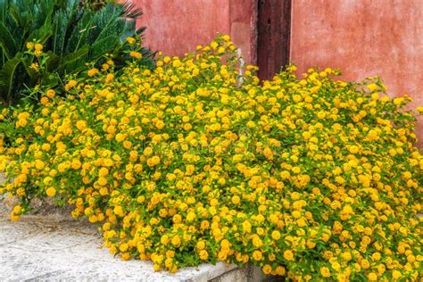 Bush Del Lantana Amarillo Imagen De Archivo Imagen De Pared