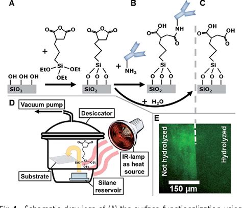 Figure 1 From A Simple Two Step Silane Based Bio Receptor Molecule