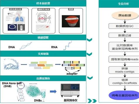 一文读懂测序技术在新冠病毒检测中的应用（文末附faq） Csdn博客