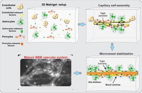 Schematic Representation Of A 3d Ecm Based In Vitro Bbb Model This