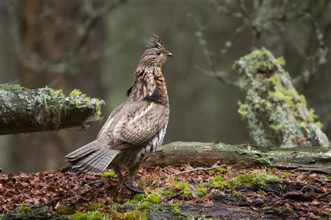 The Ultimate Grouse Hunting Guide - HuntTested