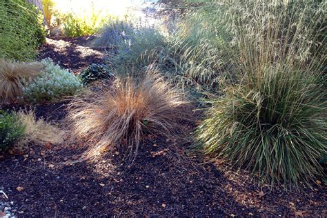 More Beach Grass Types Beach Grass Grass Type Landscaping Ideas