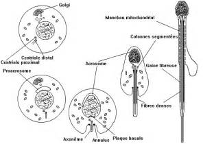 Le Processus De D Veloppement Des Spermatozo Des Prend Mois