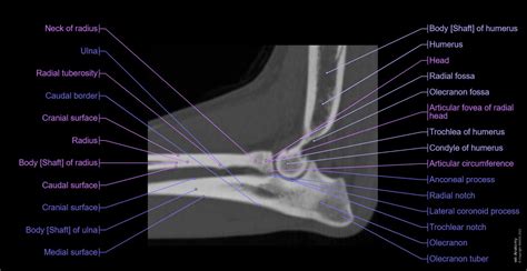 Olecranon Process Surface Anatomy