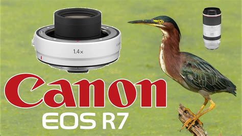 RF 100 500 1 4x Teleconverter Extender Green Heron Canon R7 Bird